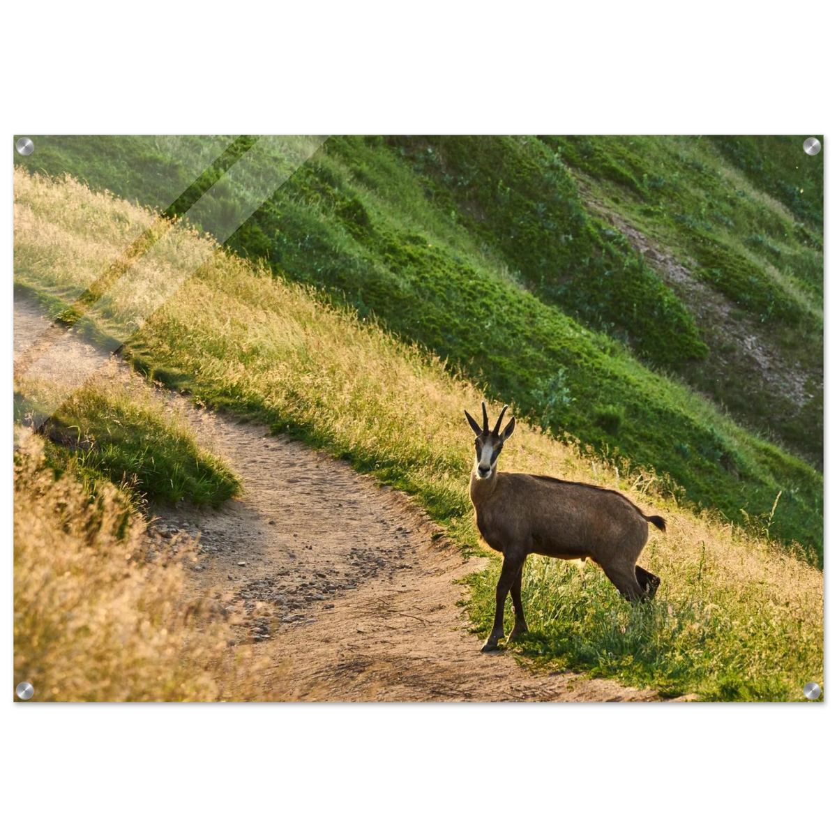 5c5d598d-7649-4724-9719-bf762c186b5a
