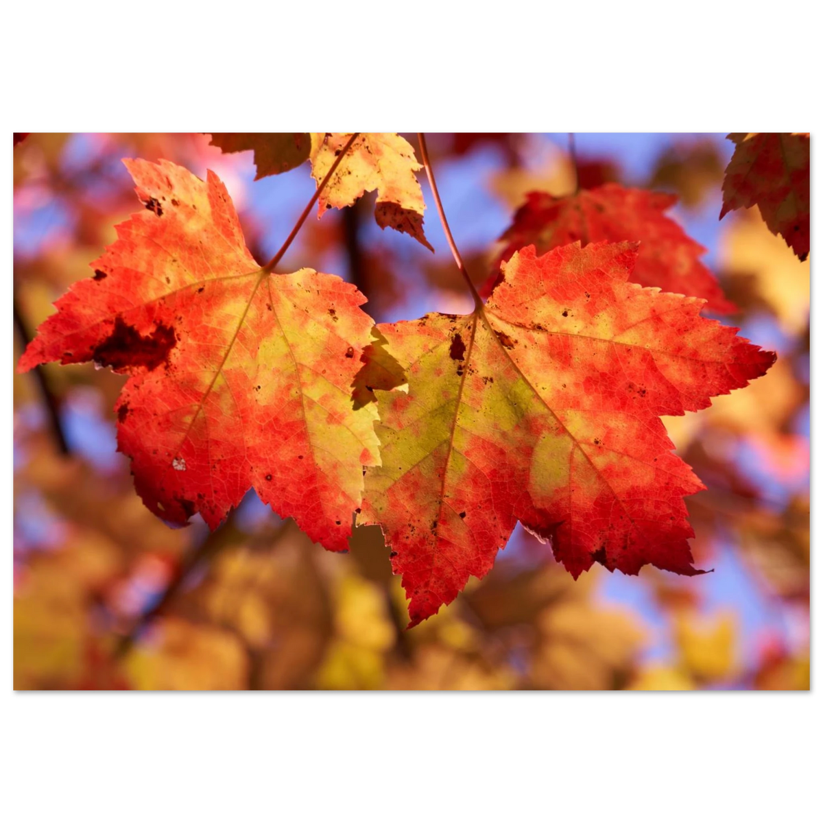 6c953c9c-1c0a-4af5-84ef-7c69f6e1d43f